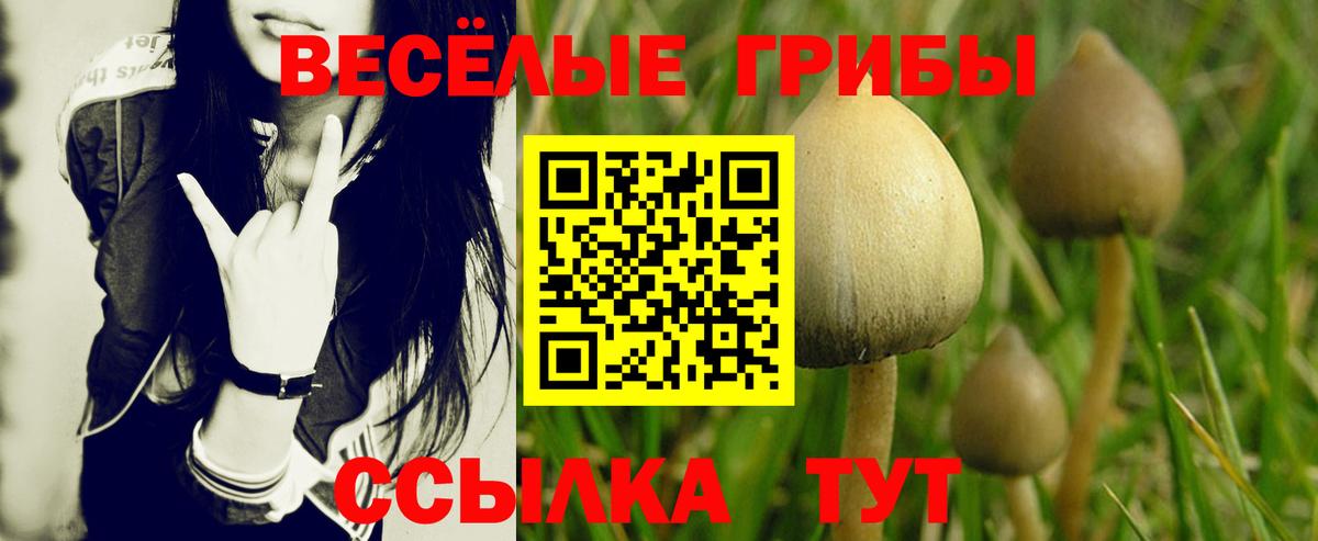 как найти закладки  Псилоцибиновые грибы Cubensis  Вход с VPN  Моршанск 
